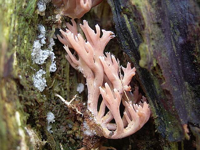 Alcune specie di fine primavera